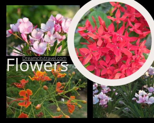 Beautiful Flowers in Pal Lake Garden Surat