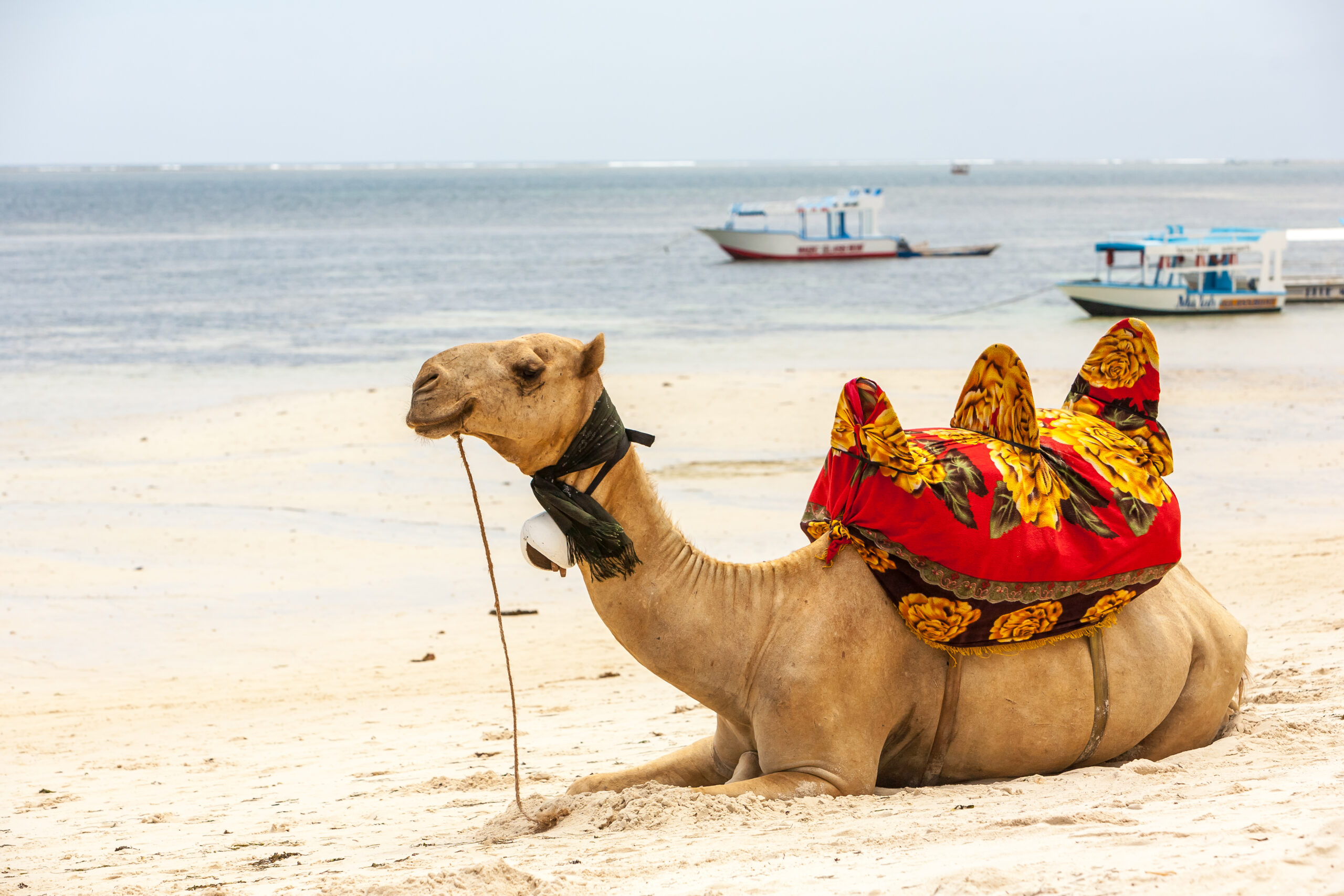 How to reach bikaner camel fair